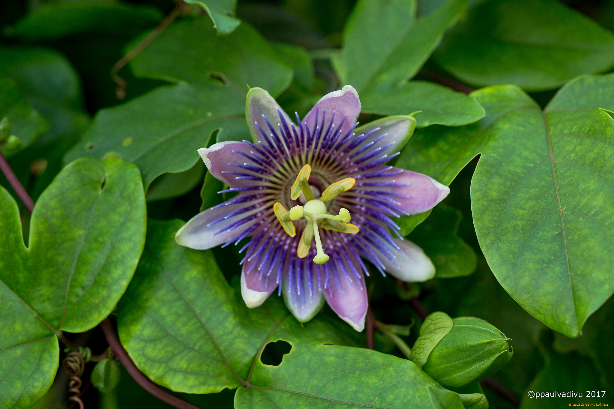 Пассифлора состав. Пассифлора. Passiflora seemannii. Пассифлора язычковая съедобная маэстро. Пассифлора акварель.